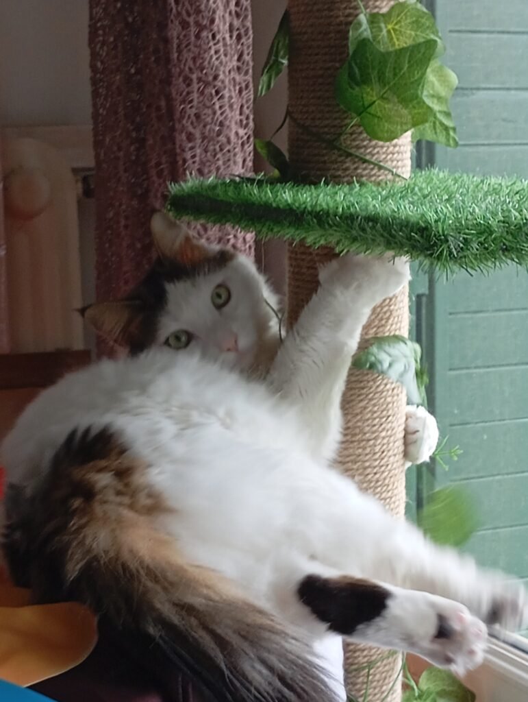 pet sitter proffessionel nimes
